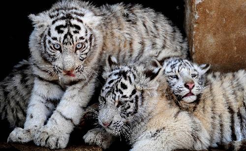 White tiger cubs greet the Year of the Tiger