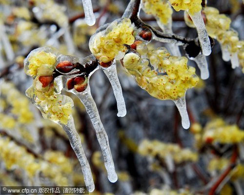 A frosty coating in Mount Lu