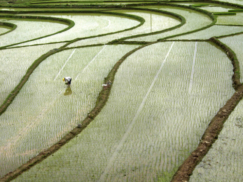 Farmer in Nanning