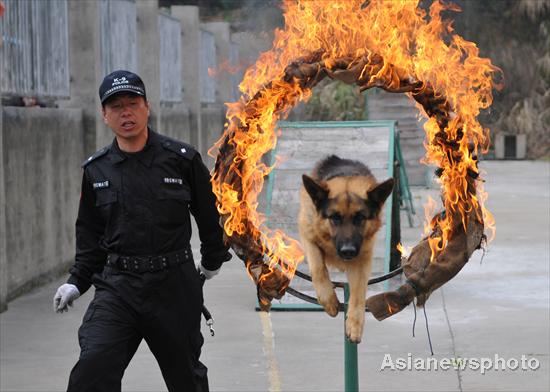 Sports day for police dogs