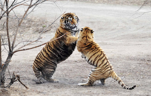 Young Siberian tigers get DNA tests