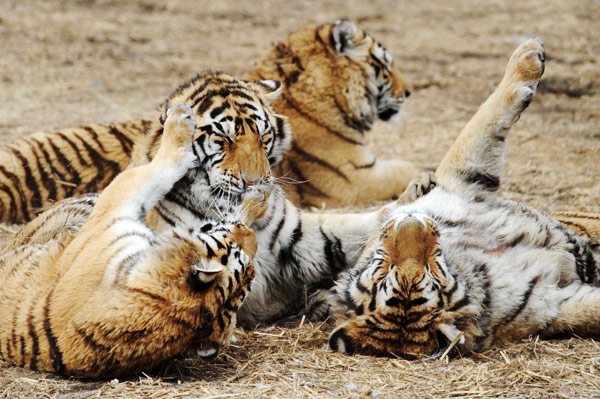 Young Siberian tigers get DNA tests