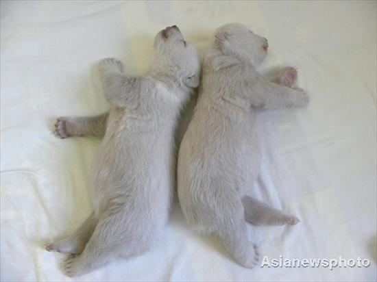 Polar bear twins meet the public