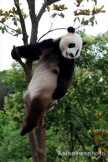 Pandas safe after days of torrential rain