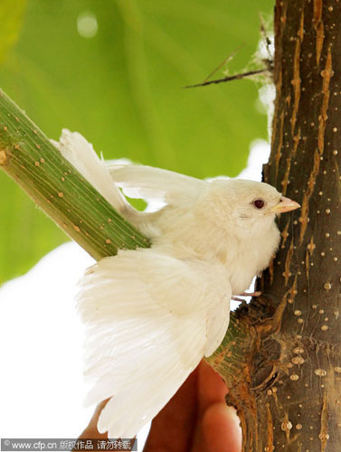 Separated from flock, white sparrow gets help