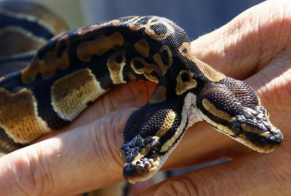 Bizarre two-headed python turns heads