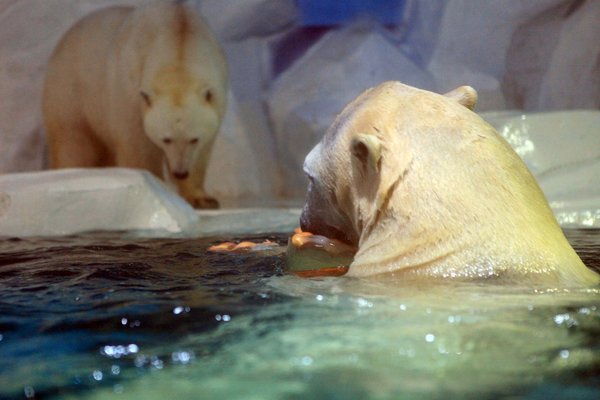 Polar bears keep cool with popsicle treats