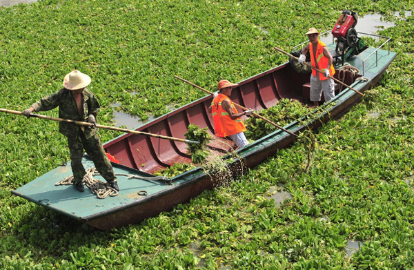 Wuhan battles flood-causing hyacinth