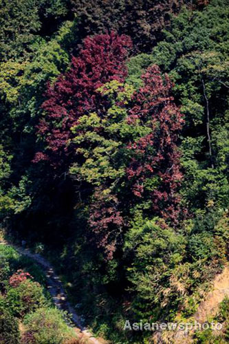 Autumn photos: Views of Huangshan Mountain