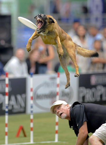 Dogs show talent in competition