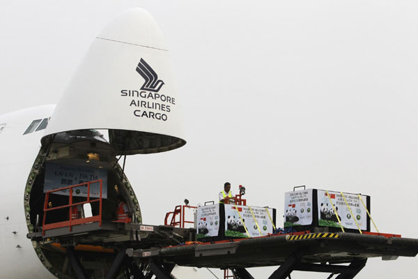 Chinese pandas arrive in Singapore