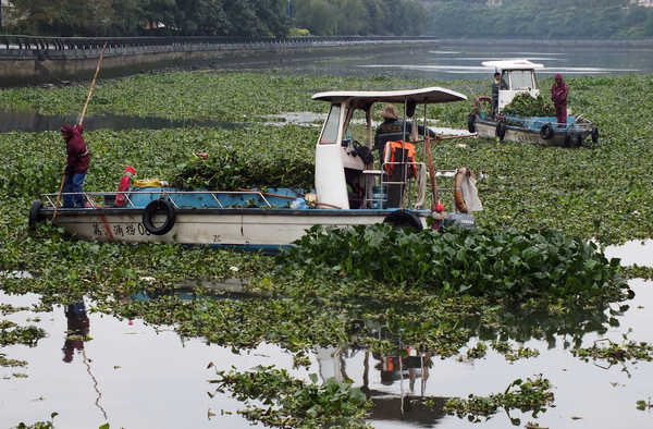 Water hyacinth clogs Zhujiang River in S China