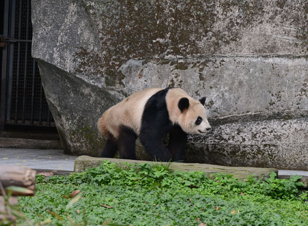 Pandas sent off for the cameras