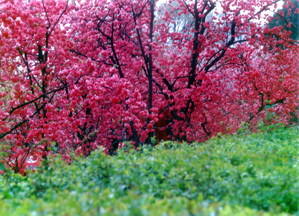 'Green hikers' in an ocean of flowers