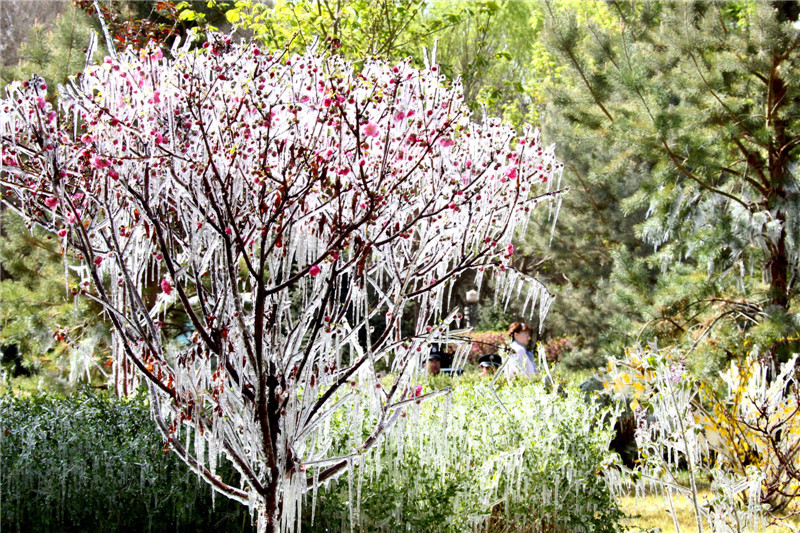 Spring cold front turns Xinjiang into icicles