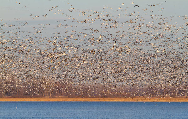 Bird spectacle in Missouri