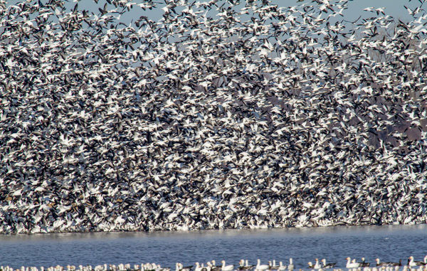 Bird spectacle in Missouri