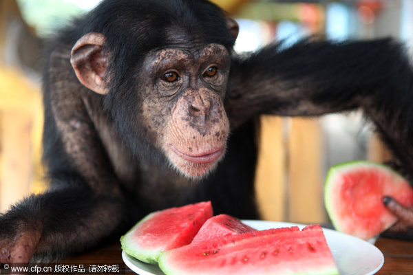 Animals stay cool in summer heat