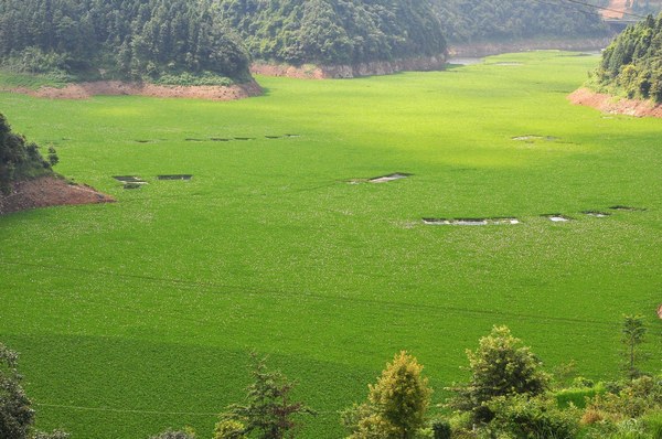 Water hyacinth covers river in SW China