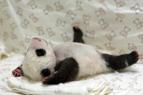 Giant panda cub meets mother at Taipei Zoo