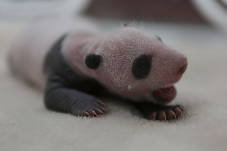 Newborn pandas growing in Chengdu