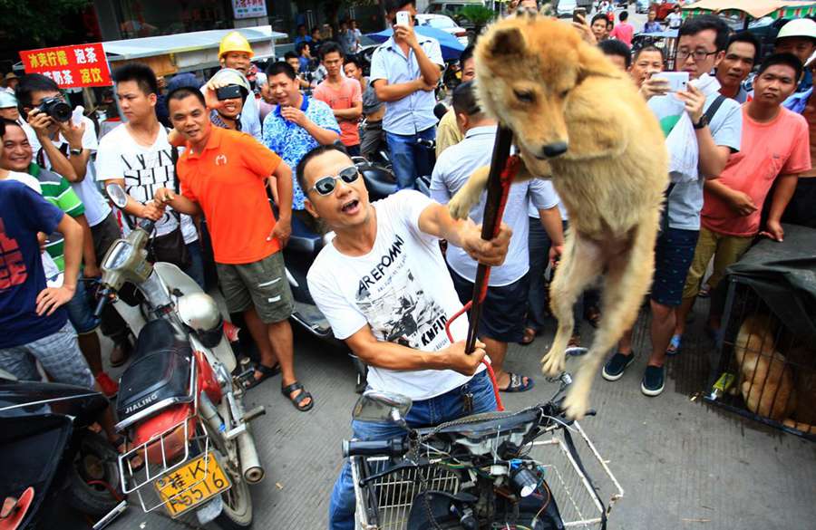 Yulin dog meat vendors make money off activists