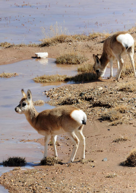 Wild animals thrive in Hoh Xil Nature Reserve