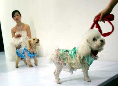 Doggy fashion show