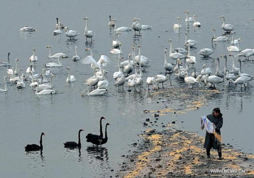 Yellow River Wetland: heaven for birds