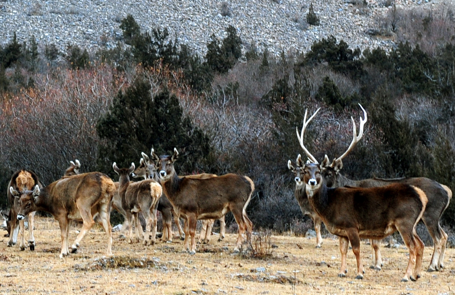 Tibet Daily shares photos