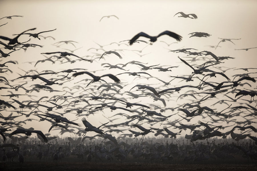 Migrating cranes at Israel's Hula Lake