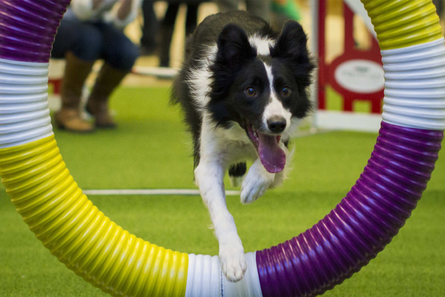 138th Westminster Kennel Club Dog Show to open