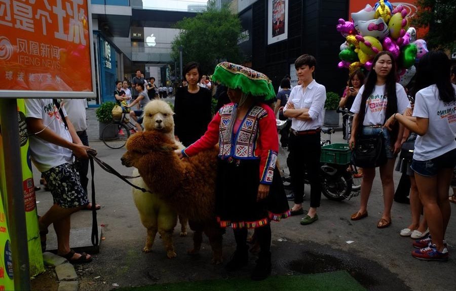 Alpacas attract Beijingers to World Cup