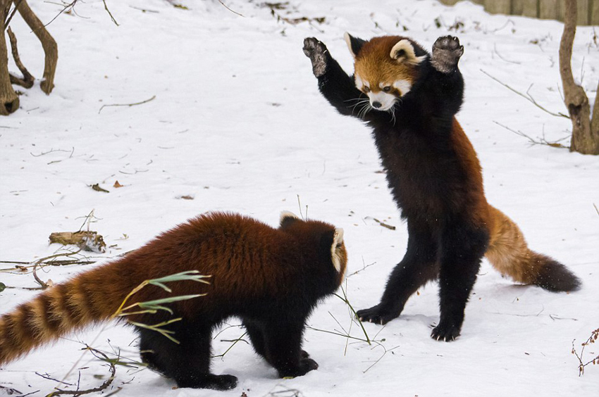 逗趣！美動物園小熊貓雪中嬉鬧打滾(組圖)