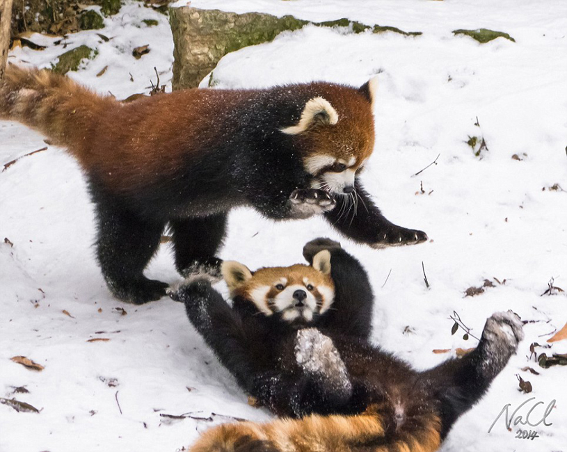 逗趣！美動物園小熊貓雪中嬉鬧打滾(組圖)