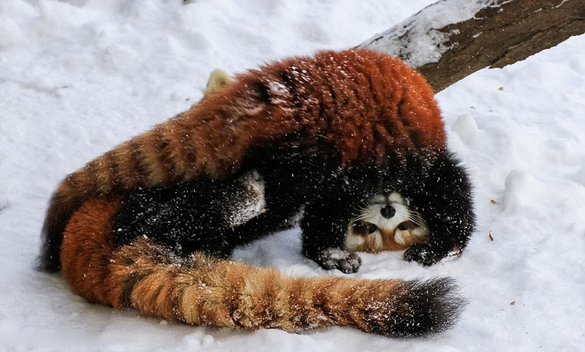 逗趣！美動(dòng)物園小熊貓雪中嬉鬧打滾(組圖)