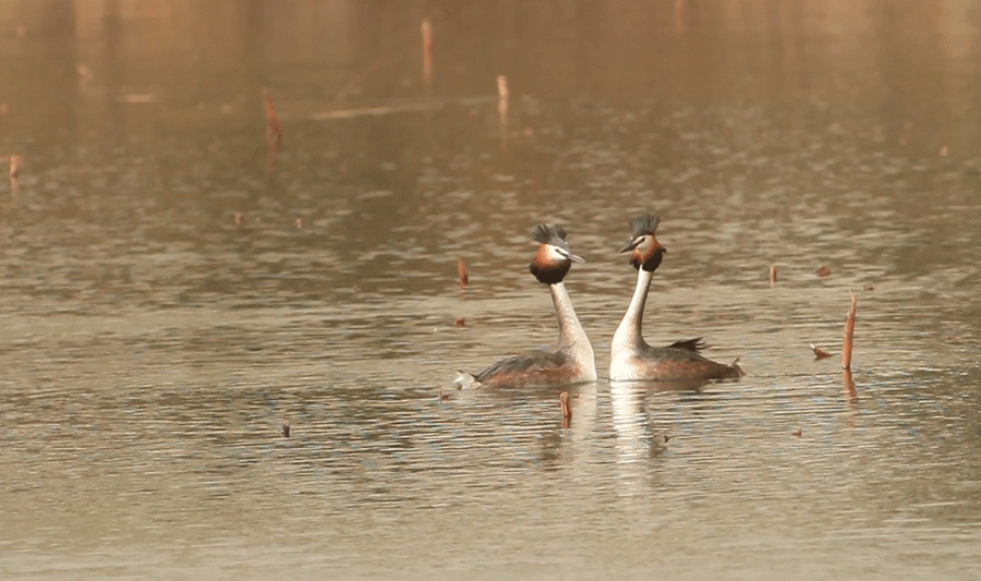 Photos capture water birds' romance