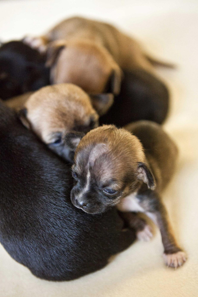 Miniature puppy born in California