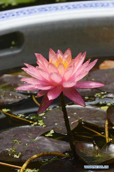 Waterlilies bloom to greet summer in Hangzhou