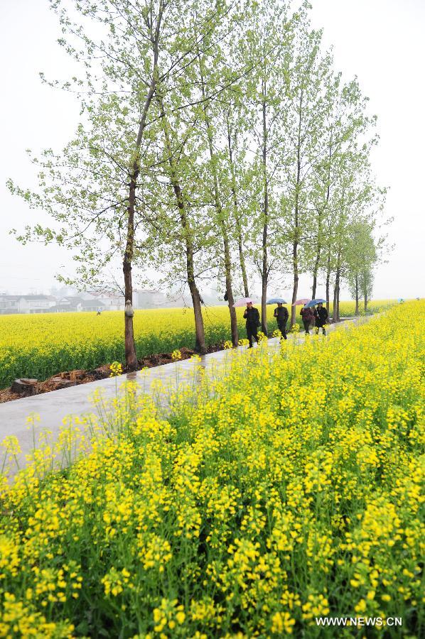 Rape flowers in full bloom in NW China