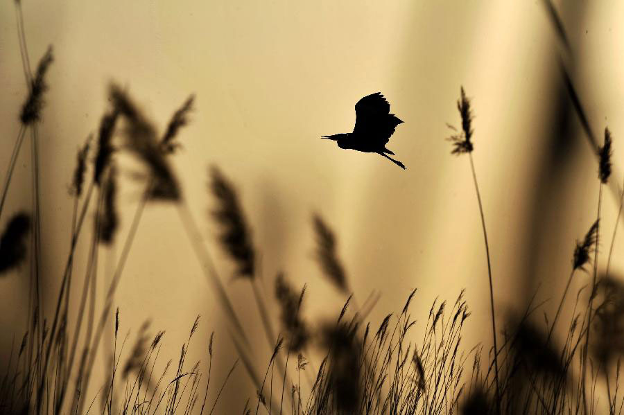 Migratory birds fly to Shahu Lake area in China's Ningxia