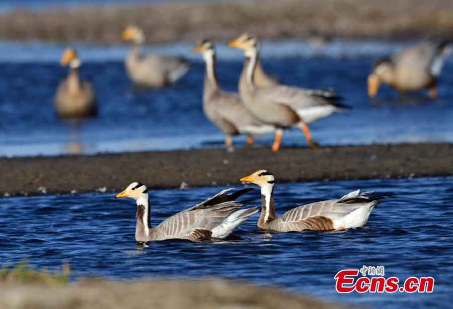 Birds live in harmony with nature in Bayanblak Wetlands, Xinjiang