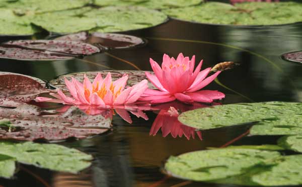 Lotus flowers in full bloom