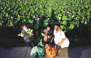 Lotus flowers in full bloom