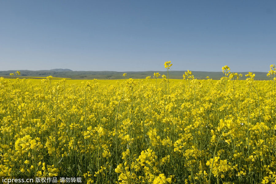 Qinghai:pilgrimage to heaven