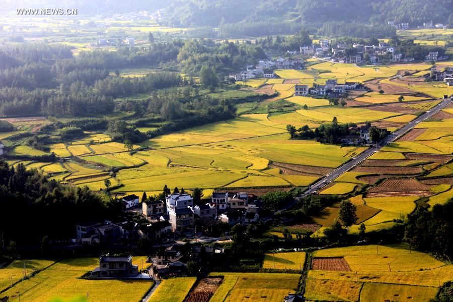 Paddy rice fields in China's Anhui