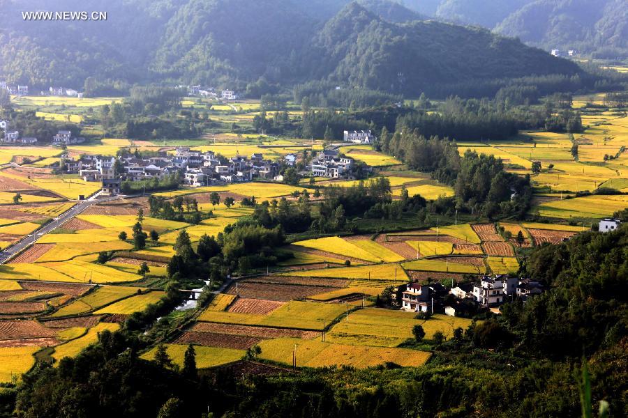 Paddy rice fields in China's Anhui