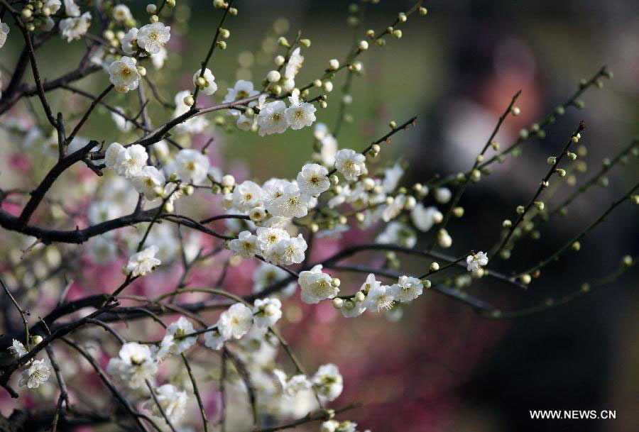 Plum blossoms in Nanjing