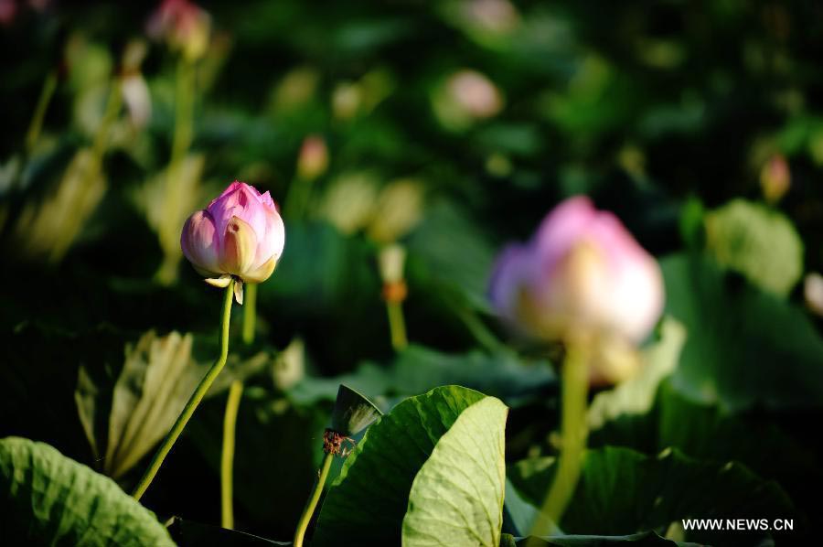 Wild lotus in NE China's Crescent Lake