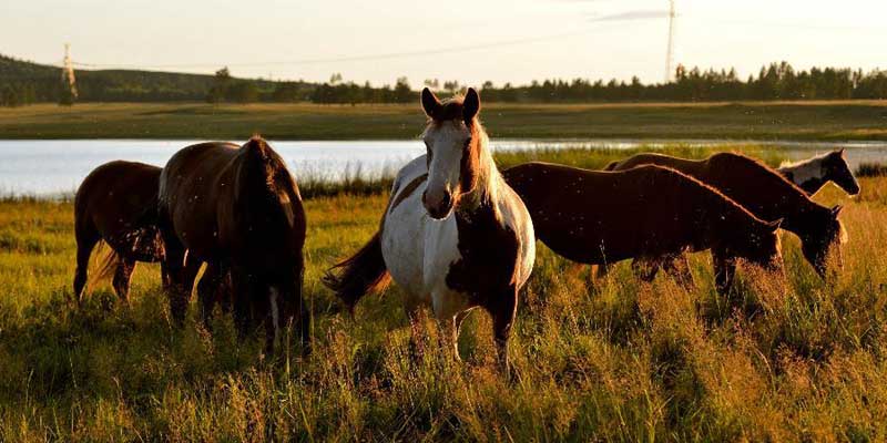 Scenery of Inner Mongolia's Hulun Buir